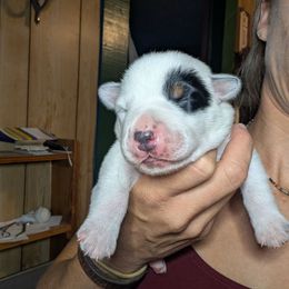 Pink Collar - Blue mottled female Australian Cattle Dog puppy in Bucyrus, Missouri from Piney River Cattle Dogs