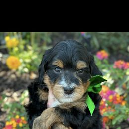 Bernedoodle, Cavapoo, Goldendoodle, and Poodle Puppies from Gypsi Doodles & Poodles