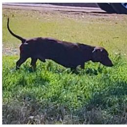 Buster - Dachshund