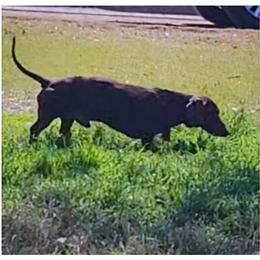Buster - Dachshund