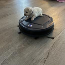 Smoky - White male Maltese puppy in Acworth, Georgia from Serenity on the hill