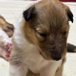 Denver - Sable and white male Collie puppy in Norris City, Illinois from Hoskins Collies