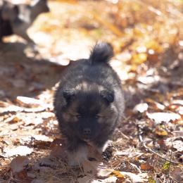 Pomsky Puppies from New World Pomskies