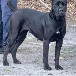 Diva - Cane Corso