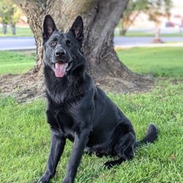 Ekko - German Shepherd