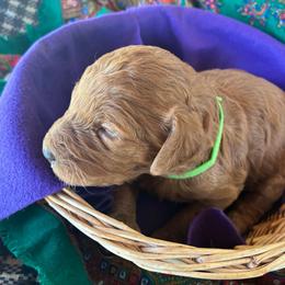 Goldie - Caramel red female Labradoodle puppy in Montrose, Colorado from Ithilien Labradoodles