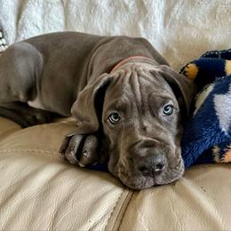 Minka - Great Dane puppy from Blue Thunder Danes