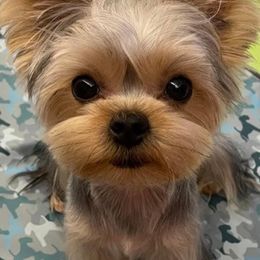 Yorkshire Terriers from Wood's Yorkies