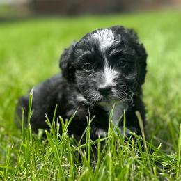 Galaxy - Black and white male Aussiedoodle puppy in Columbia Falls, Montana from Firefly Aussies & Aussiedoodles