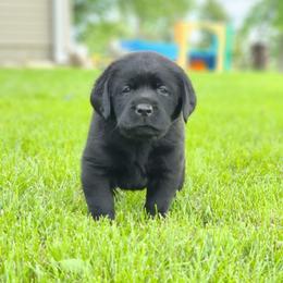 Boy 2-Blue - Black male Labrador Retriever puppy in Saunemin, Illinois from Shooting Star Labs