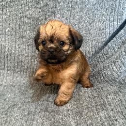 Darth Vader (Teddy) - Red male Brussels Griffon puppy in Seneca, Missouri from Stephanie’s Puppy Colony