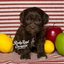 Buckwheat - Chocolate male Cavapoo puppy in Nashville, Arkansas from Rocky Road Puppies