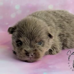 Teddy - Lavender male Pomeranian puppy in Fultonville, New York from Sandy Aussies & Pomeranians