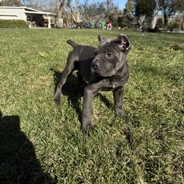 Purple callor - Gray brindle female Cane Corso puppy in Morgan Hill, California from Corso Empire