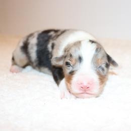Dag - Blue merle male Australian Shepherd puppy in Colorado from Firestone Australian Shepherds