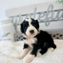 Miss Popsicle - Tri-color female Bernedoodle puppy in Hegins, Pennsylvania from Bubbling Springs Doodles, LLC