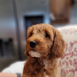 Goldendoodle Puppies from Stacy Warwick