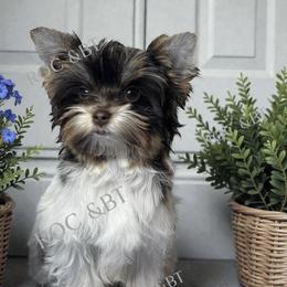 Malachi - Chocolate tan and white male Biewer Terrier puppy in Oklahoma from Rocky Oak Cavaliers & Biewer Terriers LLC