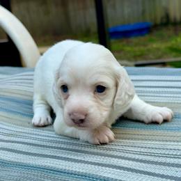 Boy 3 - Cream male Dachshund puppy in Jacksonville, Florida from Little Lords & Ladies Dachshunds