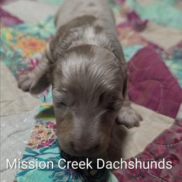 Boy 3 - Dapple male Dachshund puppy in Winchester, Idaho from Mission Creek Dachshunds