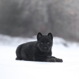 Ryker - Black and tan male German Shepherd puppy in Augusta, West Virginia from Vom Haus Highlands