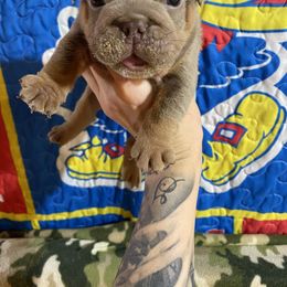 Buddy - Lilac tri-color male Bulldog puppy in Topeka, Kansas from Midwest Monster Made Bulldogs