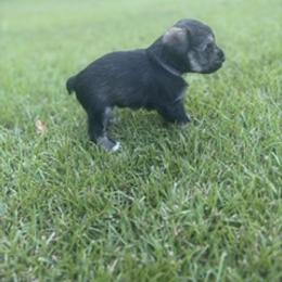 Miniature Schnauzer Puppies from Rebecca LeBoeuf