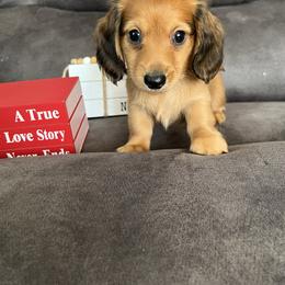 Teddy - Red male Dachshund puppy in Stuart, Iowa from Johnson Family Corgis and more