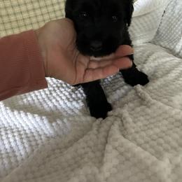 Ronnie - Black male Giant Schnauzer puppy in Woodstock, Virginia from Seven Bends Giants