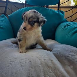 Wayne - Blue merle male Australian Shepherd puppy in Copperas Cove, Texas from Hidden Leaf Aussies