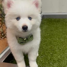 Orion - White male Pomsky puppy in Lincoln, Nebraska from Blue Heaven Pomsky