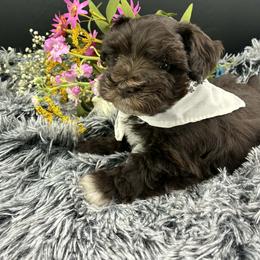Ziggy - Liver male Miniature Schnauzer puppy in Sylvania, Georgia from Southern Sky Miniature Schnauzers