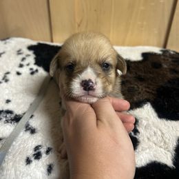 Boy 3 - White and red male Pembroke Welsh Corgi puppy in Elberton, Georgia from Lonesome Boone Corgis