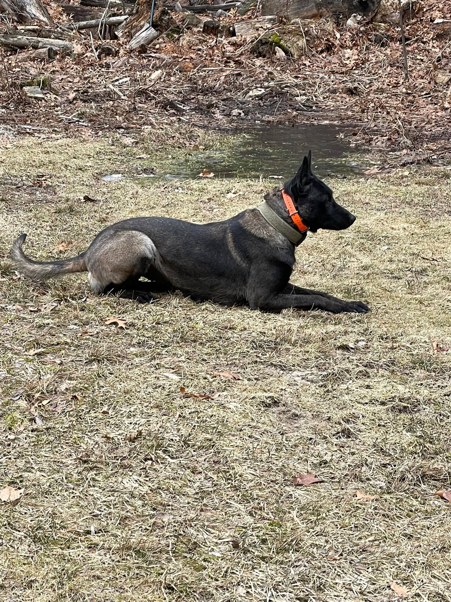 Battle Road K9 in Massachusetts | Belgian Malinois puppies | Good Dog