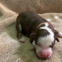 Boy 3 went home 6-1-23 - Red Australian Shepherd puppy in Williams, Arizona from Aussie Mesa Ranch