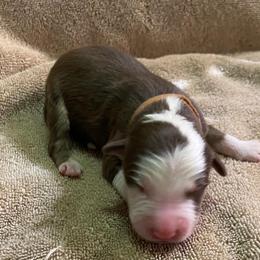 Boy 3 went home 6-1-23 - Red Australian Shepherd puppy in Williams, Arizona from Aussie Mesa Ranch