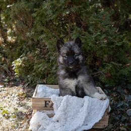 Pepper - Agouti and white female Siberian Husky puppy in Grayslake, Illinois from Lamon’s Pom & Polar Pups