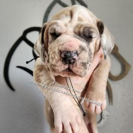 Blue Collar - Harlequin male Great Dane puppy in Alton, Illinois from Show Me Great Danes and Basset Hounds