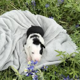 Snowflake obsidian aka Obi - Black and white female Border Collie puppy in Keller, Texas from Bordercollieblues