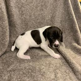 German Shorthaired Pointer Puppies from Spotted Dog Lodge