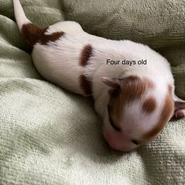 Syndee - Fawn sable female Havanese puppy in Hudson, New York from Havanese of Claverack and Hudson Valley Labradors