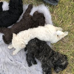 German Shepherd and Poodle Puppies from United Broughton Kennel