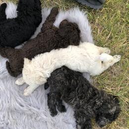 German Shepherd and Poodle Puppies from United Broughton Kennel