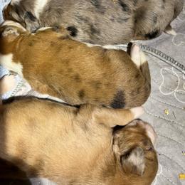 Red merle 2 - Red merle female Aussiedoodle puppy in Punta Gorda, Florida from Blitzenhaus Working Dogs-Home of the Working Czech Shepherd and Rottweiler and Splash of Color Aussiedoodles