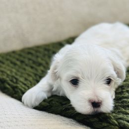 Maltese All Grown Up from MiaMiaMaltese Colorado