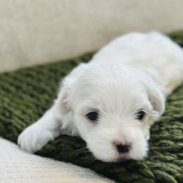 Maltese All Grown Up from MiaMiaMaltese Colorado