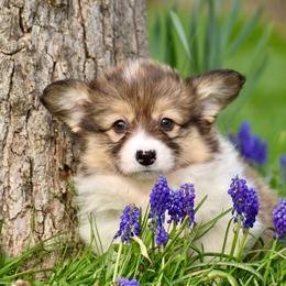 Apple - Sable female Pembroke Welsh Corgi puppy in East Canton, Ohio from Victorian Farms