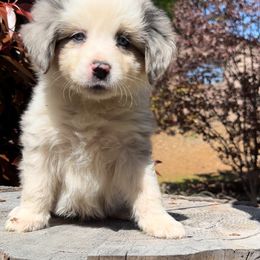 Boy 2 - Blue merle Miniature Australian Shepherd puppy in Shingletown, California from Whiskeytown Aussies