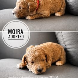Moira - Apricot female Golden Aussiedoodle puppy in Hyrum, Utah from Goldendoodledoo Farms