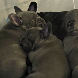 French Bulldog Puppies from Luxury French Bulldogs
